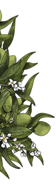 decoration page representant une feuille d'olivier