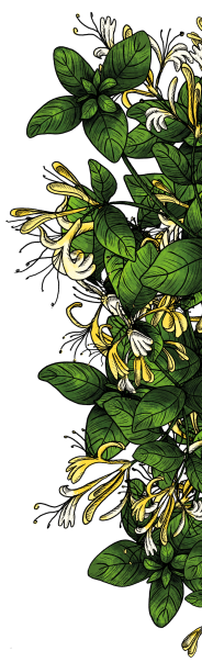 decoration page representant une feuille d'olivier